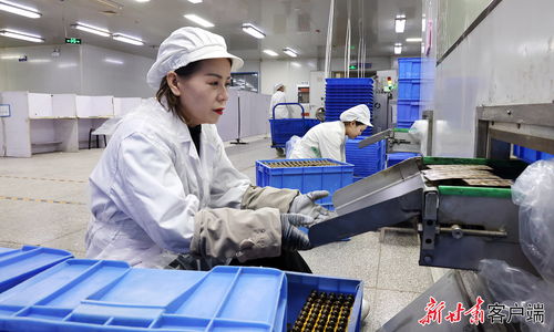 西峰區 企業趕訂單忙生產